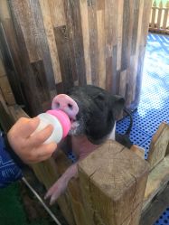 -萌宠亲子动物乐园(槐房万达店)