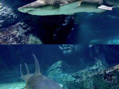 -暹罗海洋世界