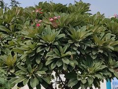 -海心沙亚运公园