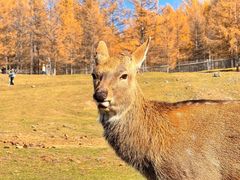 -莫尔道嘎国家森林公园