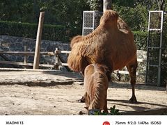 -石家庄市动物园