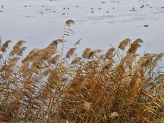 -野鸭湖国家湿地公园