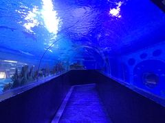 -成都浩海立方海洋公园