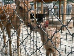 -长白岛森林公园