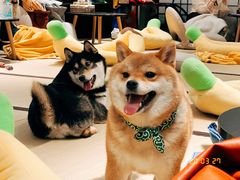 -逗柴咖啡屋·狗咖猫咖宠物桌游