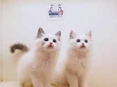 -十年猫舍·猫咪专门店(普陀店)