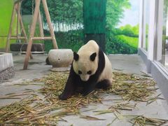 -深圳野生动物园