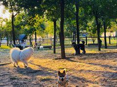 -爪吧宠物乐园 (温榆河示范区店)