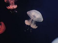 -台州海洋世界