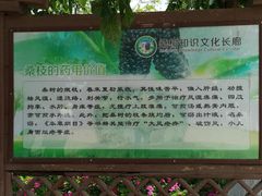 -御林古桑园