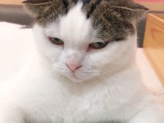 -喵园·猫主题咖啡厅·撸猫·猫咖(国贸店)