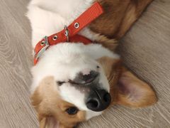 -浣熊柯尔鸭土拨鼠·电玩咖