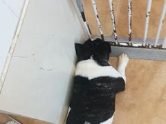 -Let's go狗咖·猫咖·奶狗·桌游(春熙路IFS店)