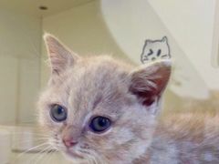 -小猫来了·猫舍(红山六九七九店)