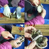苏州｜排了3小时队才买到正宗阳澄湖大闸蟹‼️