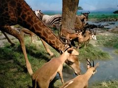 -国家自然博物馆