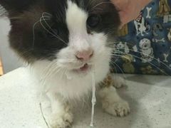 -伟伟宠物医院·CT影像中心·瑞派犬猫综合性门诊(汉口总院)