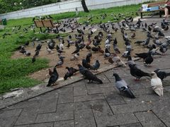 -九龙公园