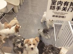 -有喵·猫咖·狗咖·30几只猫10只小狗(岗厦店)