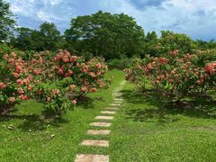 -中国科学院西双版纳热带植物园