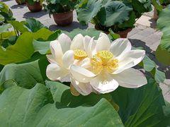 -莲花池公园