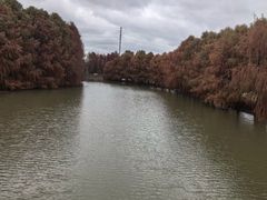 -上海海湾国家森林公园