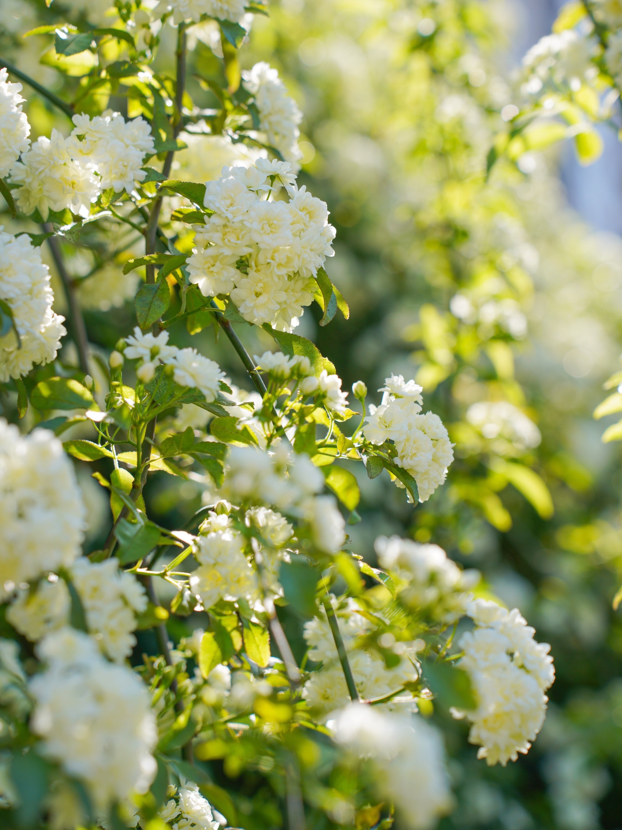 成都周边|这个七里香花瀑你一定要知道!