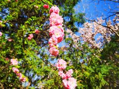 -桃花堤公园