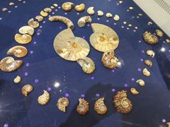 -青岛贝壳博物馆