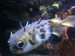 -凯莉-塔尔敦海洋生物水族馆