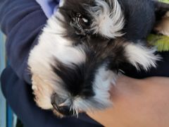 -趣玩宠物乐园寄养训犬训狗游泳池