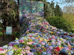 -上海共青森林公园