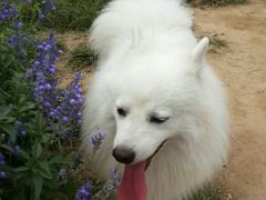 android_upload_pic-北京东方普罗旺斯薰衣草庄园