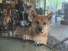 -柴犬高等学院·狗咖·柴犬售卖·宠物训练