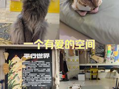 -平行世界·猫咖(首经贸店)