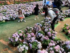-观澜山水田园