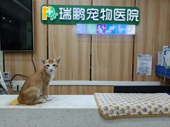 -瑞鹏宠物医院·夜间急症·心超·猫科(祖庙分店)