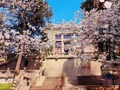 -武汉大学-樱园