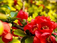 -海棠花溪(元大都城垣遗址公园)