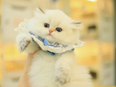-柚子猫舍·精品猫舍购猫·猫咪认养·购宠·宠物店