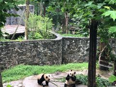 -都江堰中华大熊猫苑