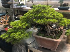 -双季花艺园艺市场(浦东店)