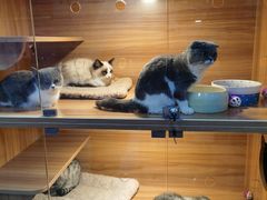 -喵百万·布偶·蓝金金渐层英短·猫舍(百子湾店)