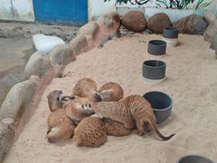 -西霞口神雕山野生动物世界