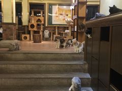 -more than meow吴止猫主题餐厅(承德 中船汇店)