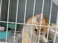 -翊宠yipet猫狗购宠庄园犬舍•猫舍
