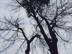 -个园