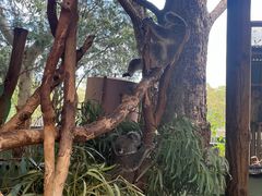 -费瑟代尔野生动物园