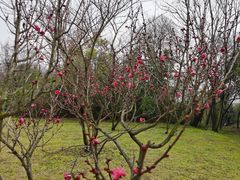 -蜀冈西峰生态公园