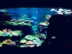 -暹罗海洋世界